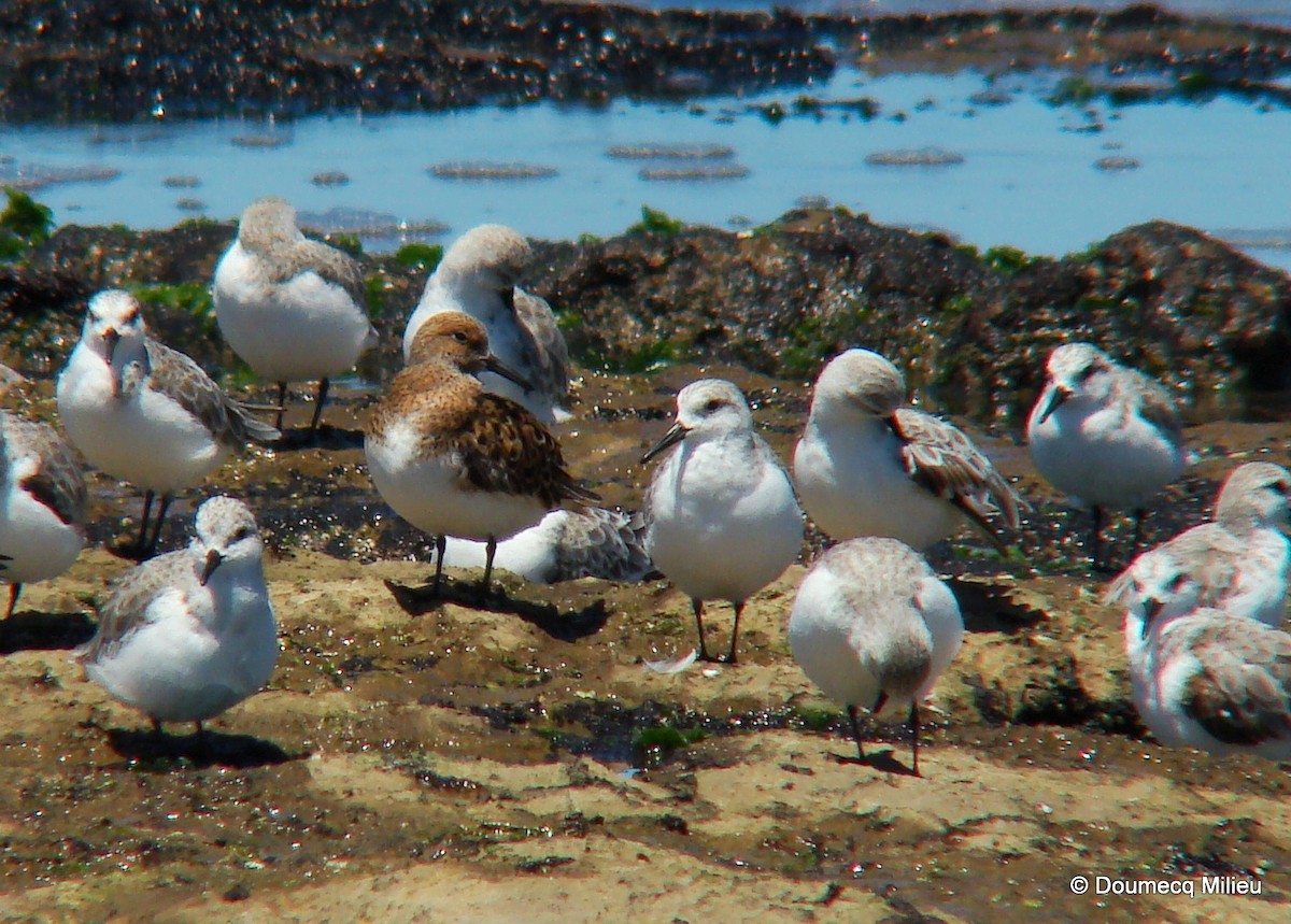 Sanderling - Ricardo  Doumecq Milieu