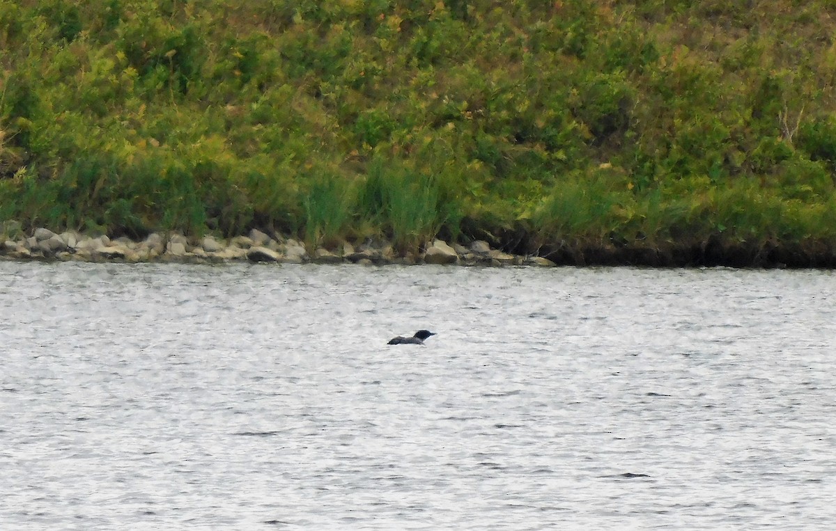 Common Loon - ML606716821