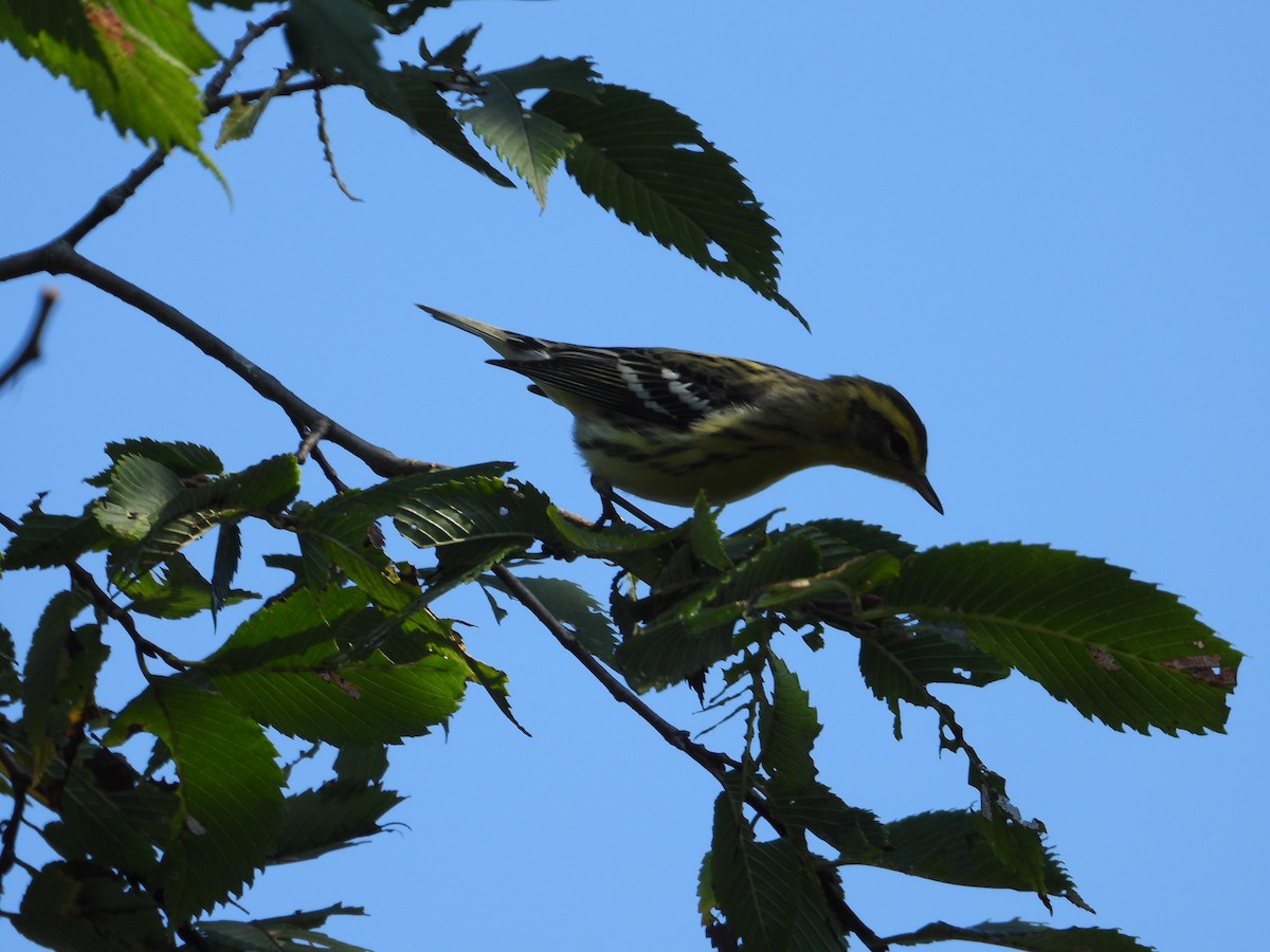 Blackburnian Warbler - ML606719761