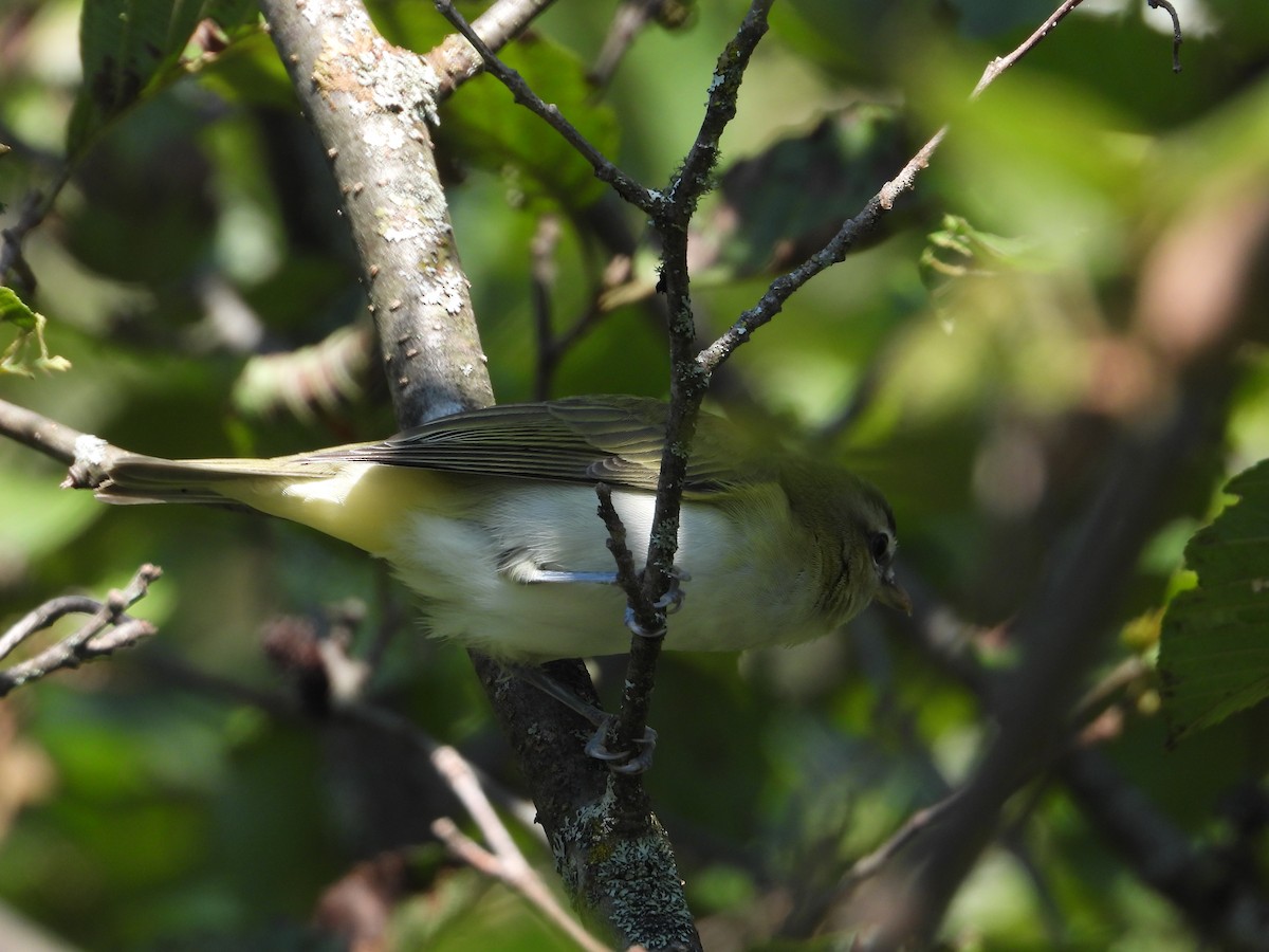 Red-eyed Vireo - ML606719901