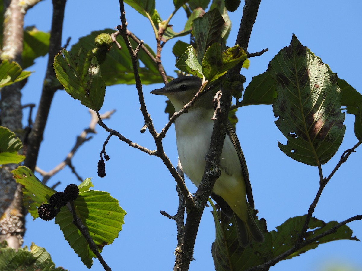 Red-eyed Vireo - ML606719911