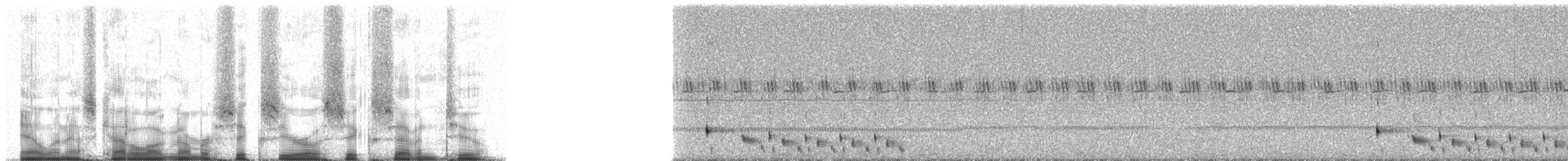 Todd's Nightjar - ML60672