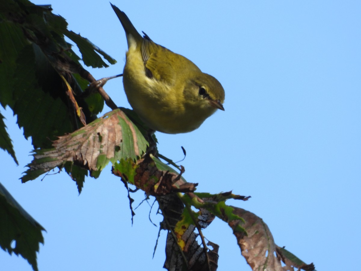 Tennessee Warbler - ML606720101