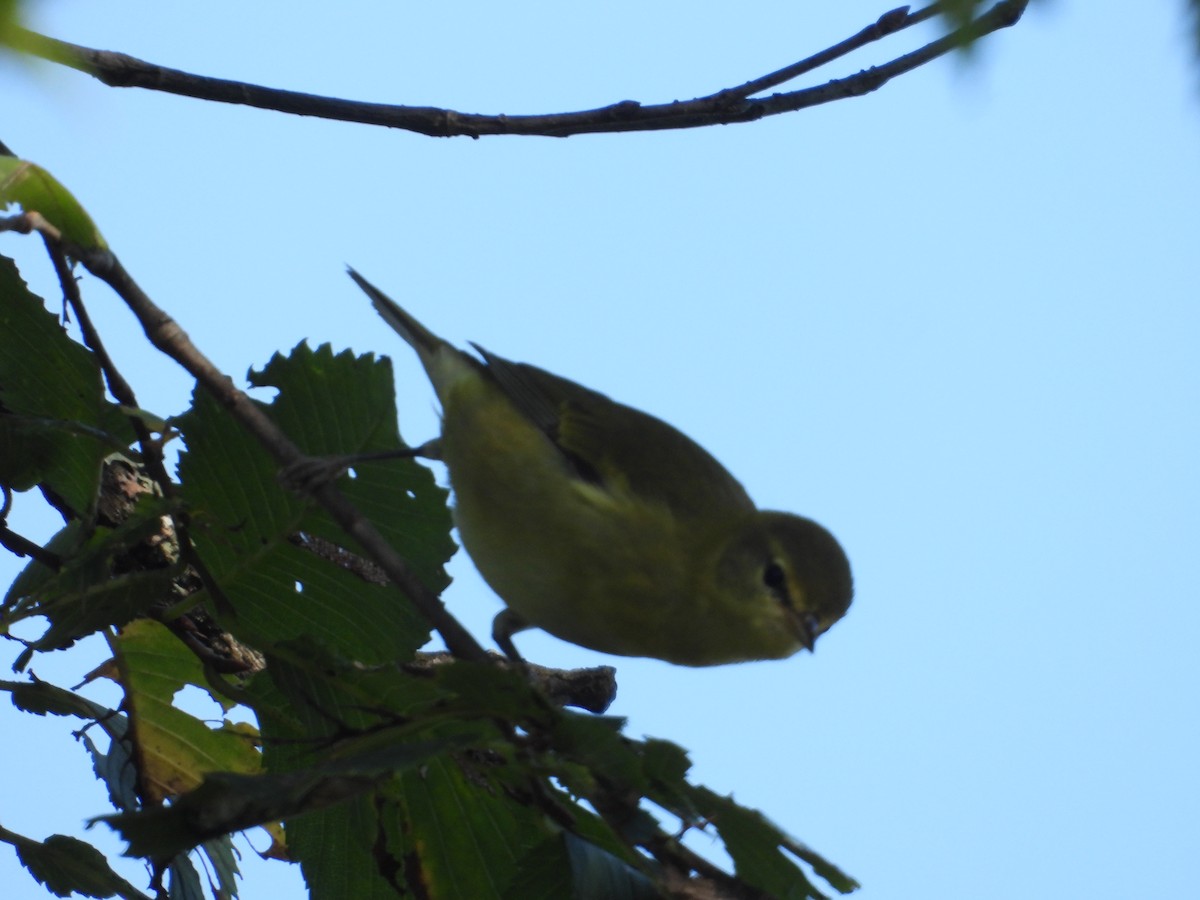 Tennessee Warbler - ML606720121