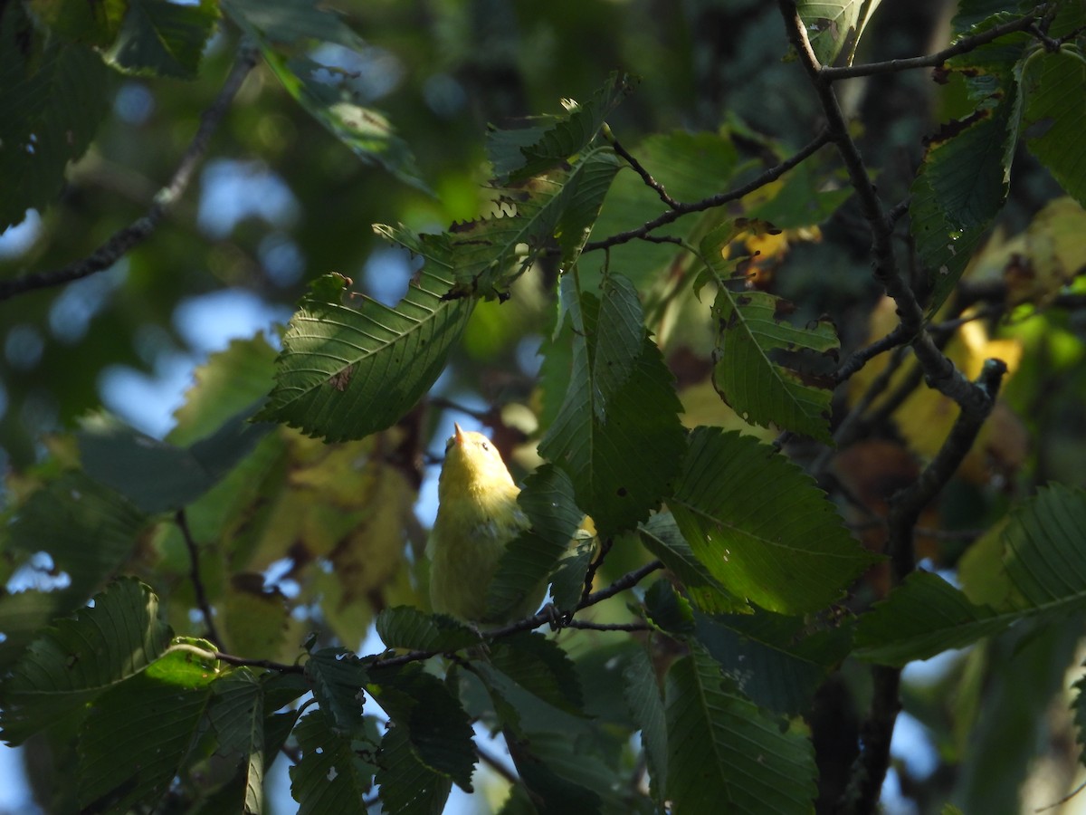 Tennessee Warbler - ML606720131