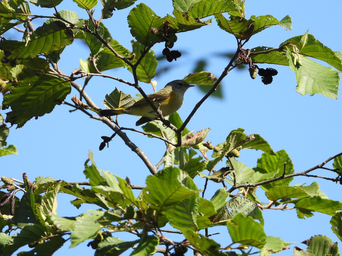 American Redstart - ML606720291