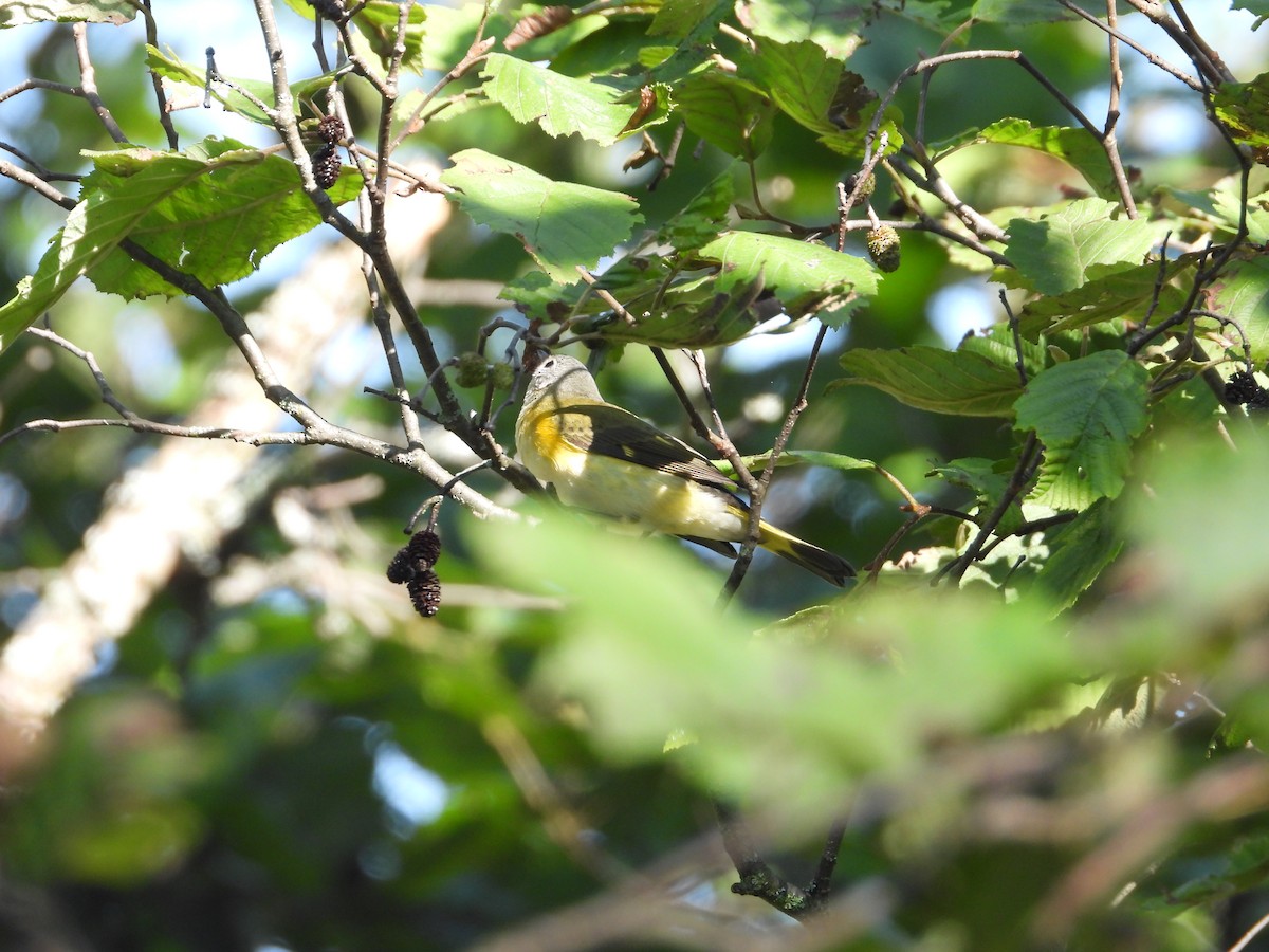 American Redstart - ML606720301