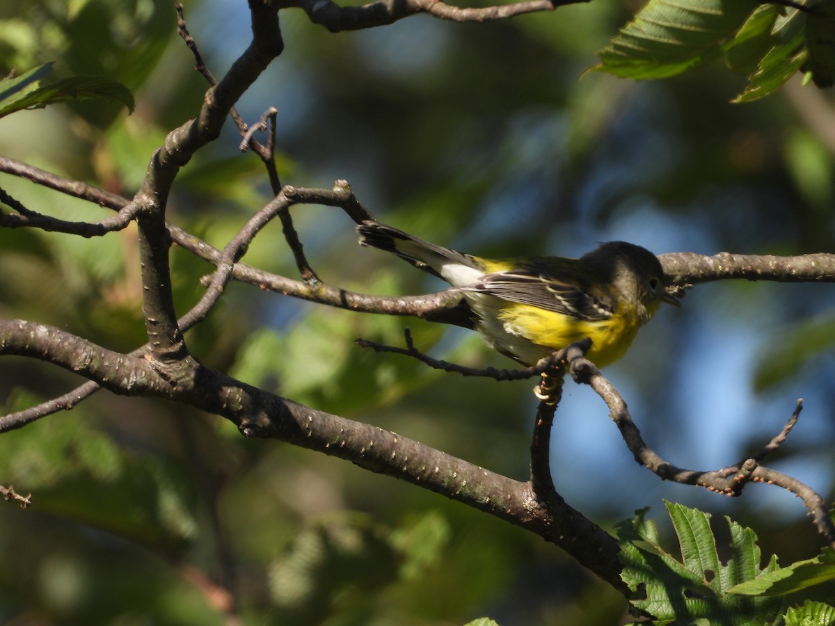 Magnolia Warbler - ML606720371