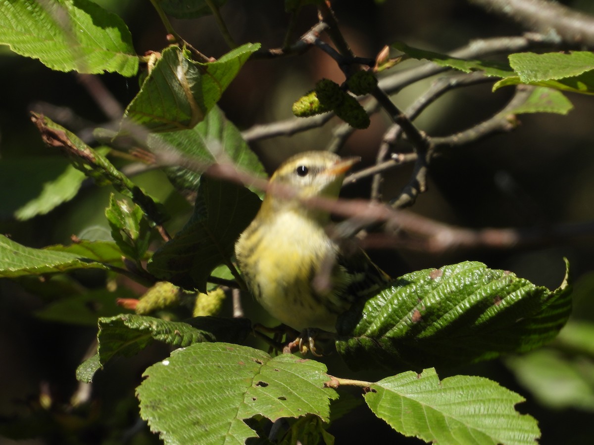 Blackpoll Warbler - ML606720531