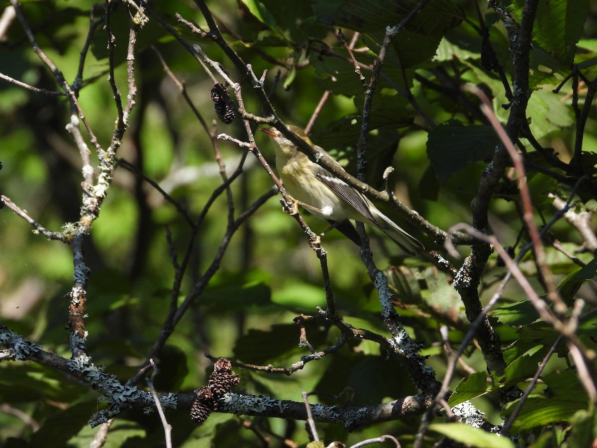 Blackpoll Warbler - ML606720541