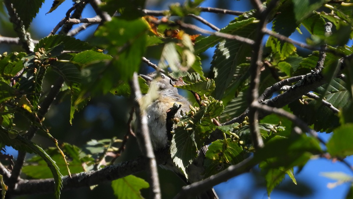 Yellow-rumped Warbler - ML606720621