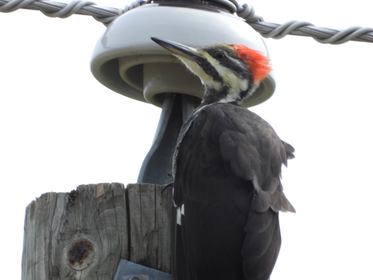 Pileated Woodpecker - Denis Provencher COHL