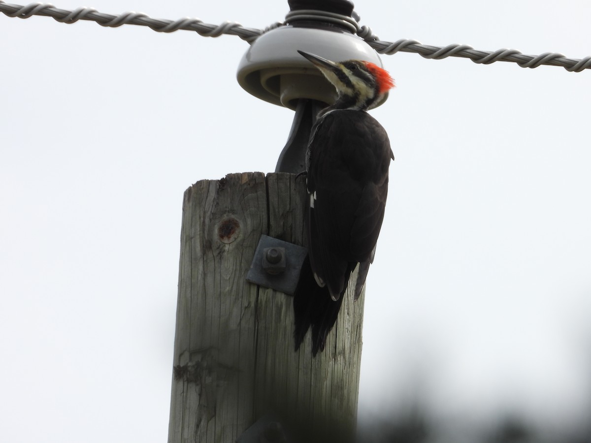 Pileated Woodpecker - ML606720751