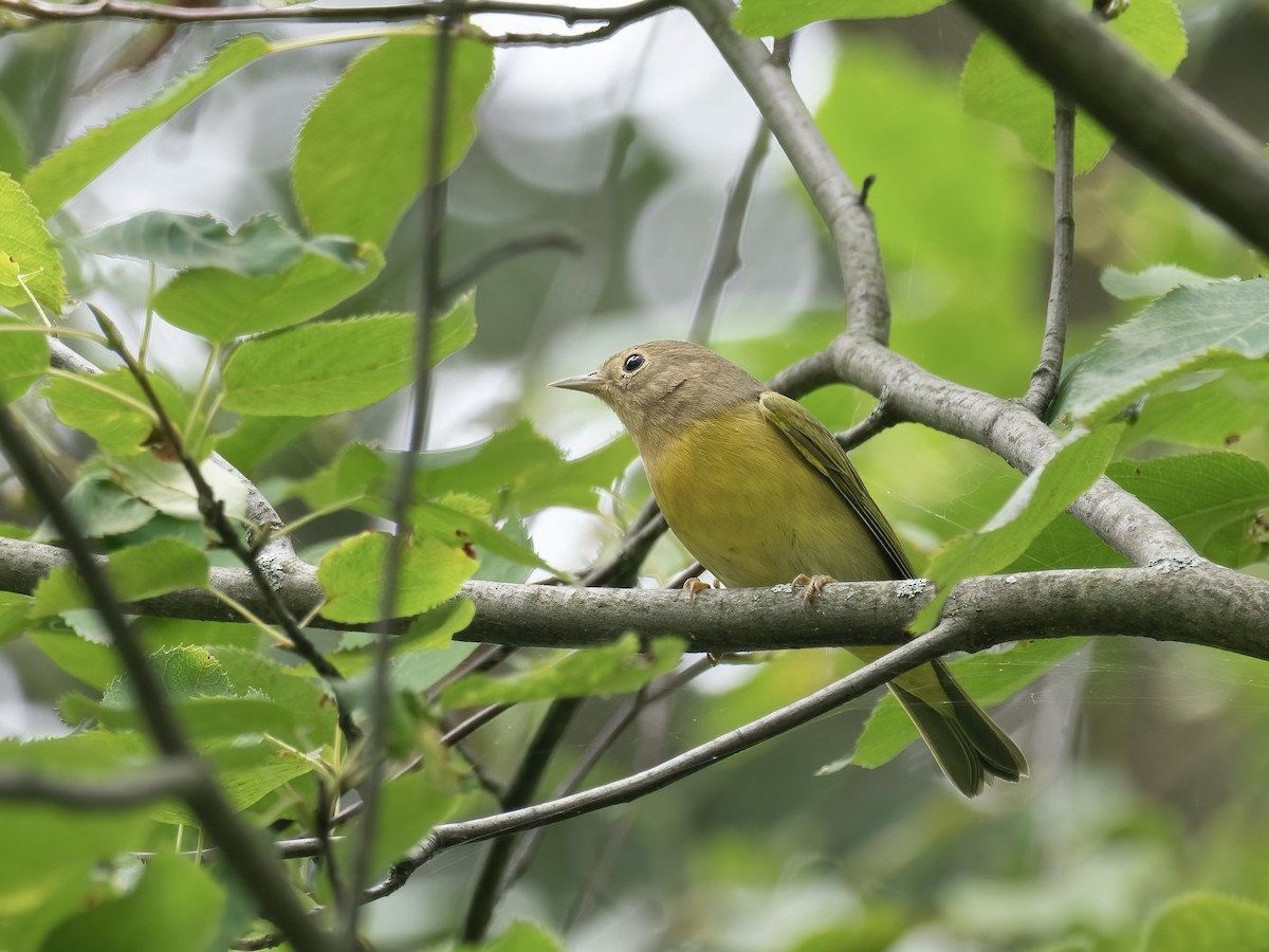 Nashville Warbler - ML606720811