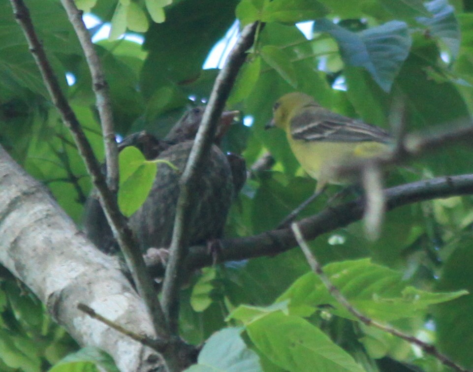 Brown-headed Cowbird - ML60672111