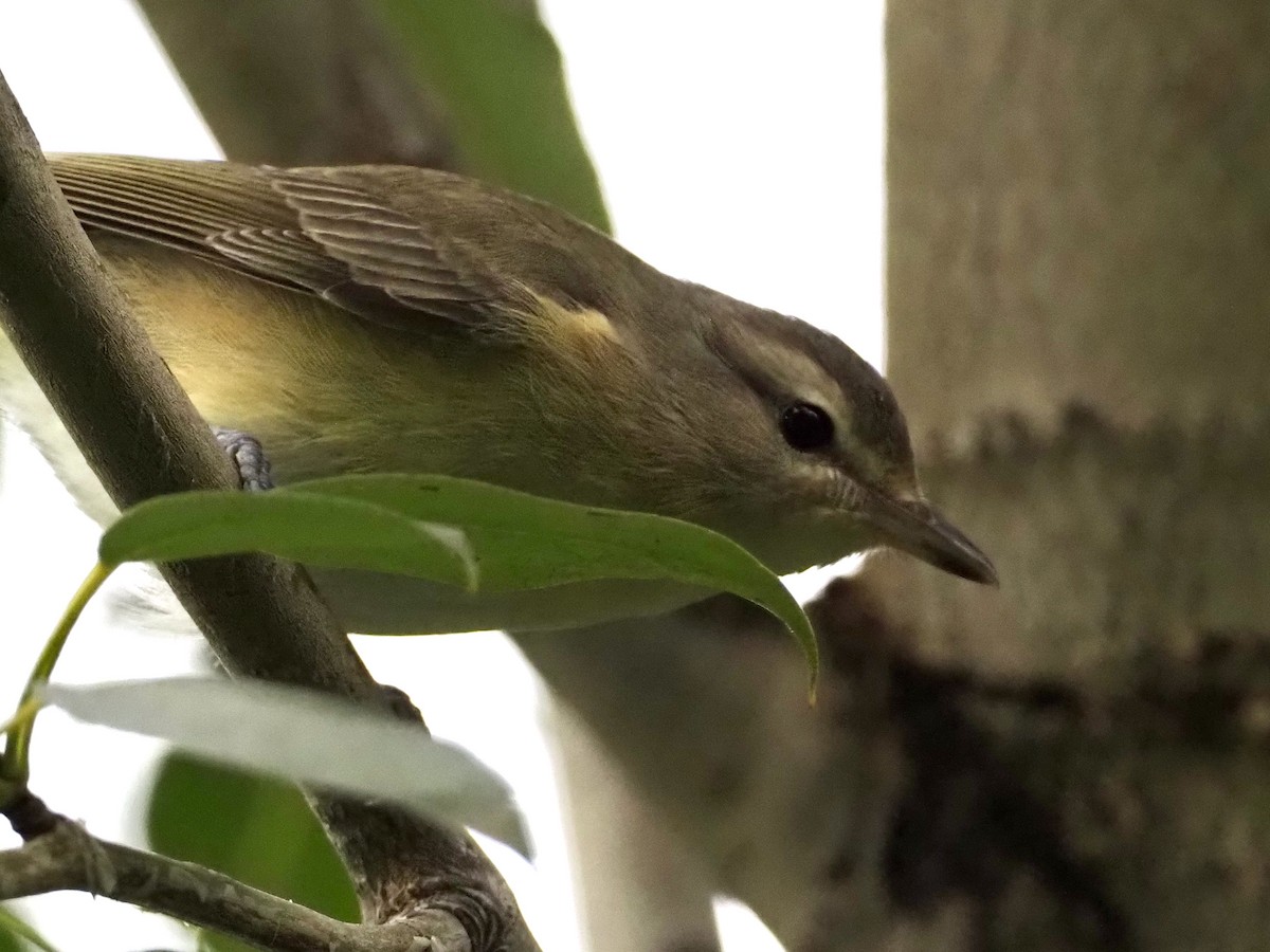 Philadelphia Vireo - ML606721581