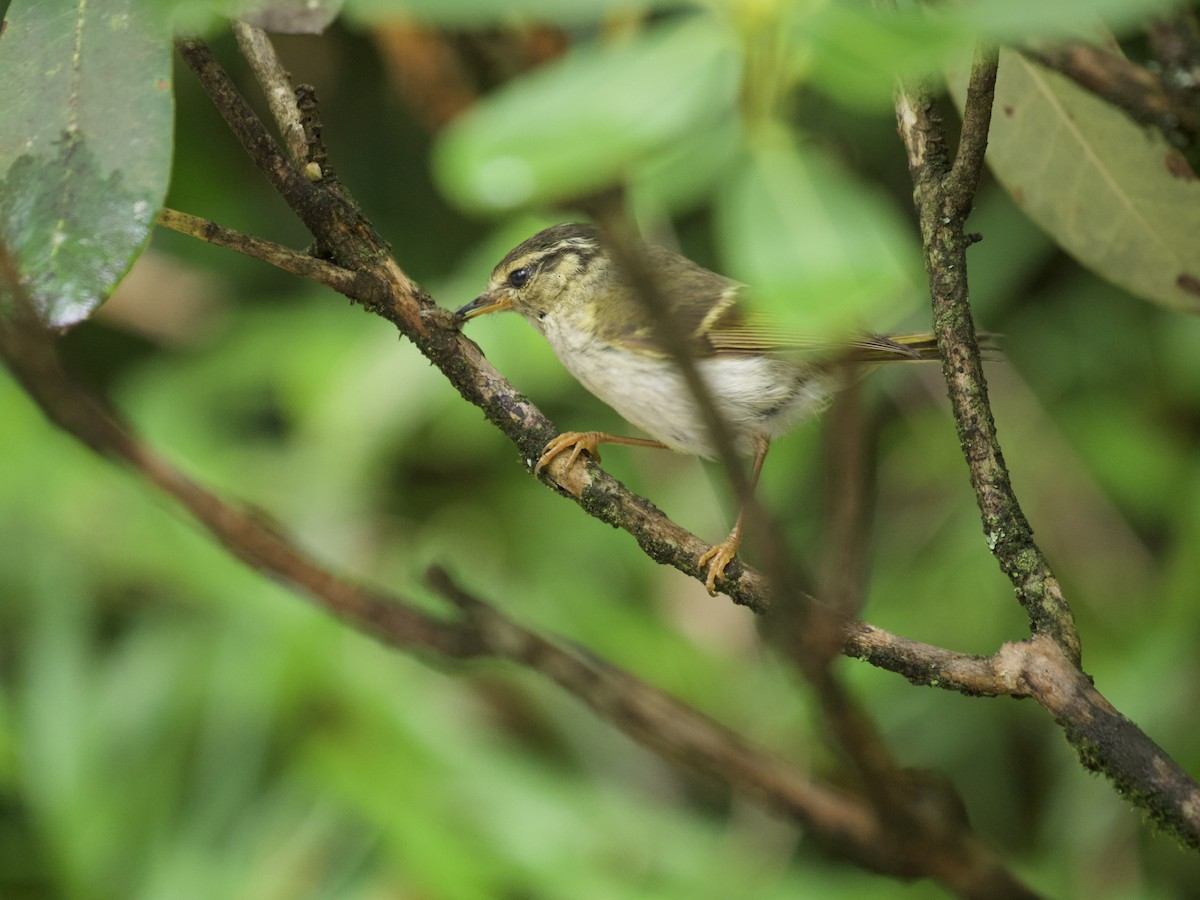 Gansu Leaf Warbler - ML606722131