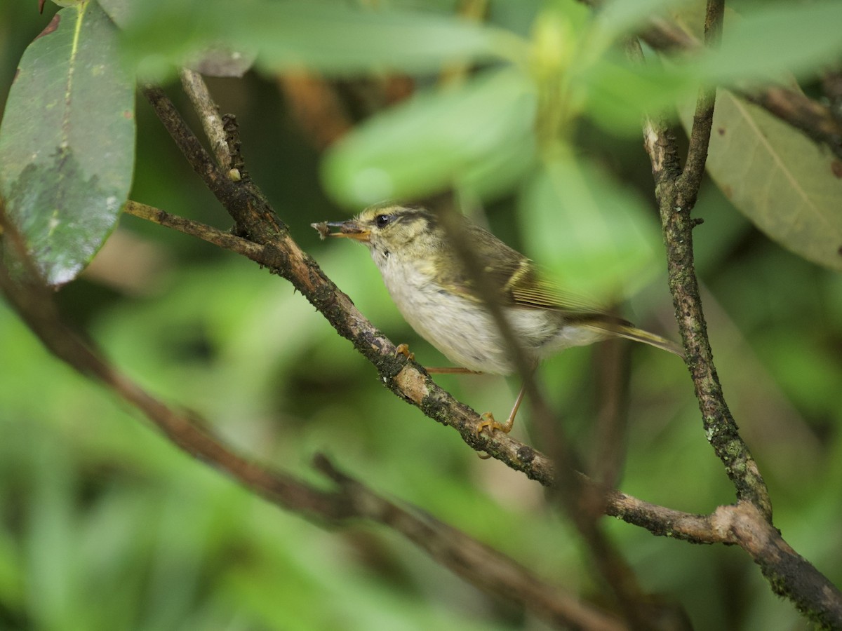 Gansu Leaf Warbler - ML606722161