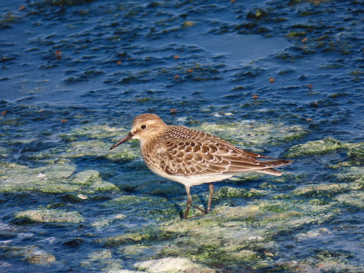 Baird's Sandpiper - ML606722421