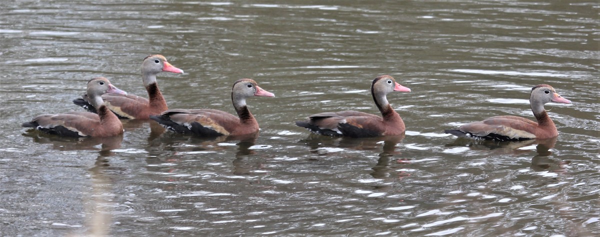 Black-bellied Whistling-Duck - Lydia Friedland