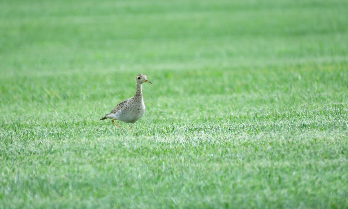 Upland Sandpiper - ML606722921