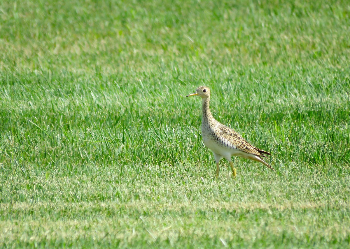 Upland Sandpiper - ML606722931