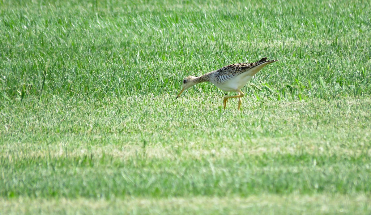 Upland Sandpiper - ML606722941