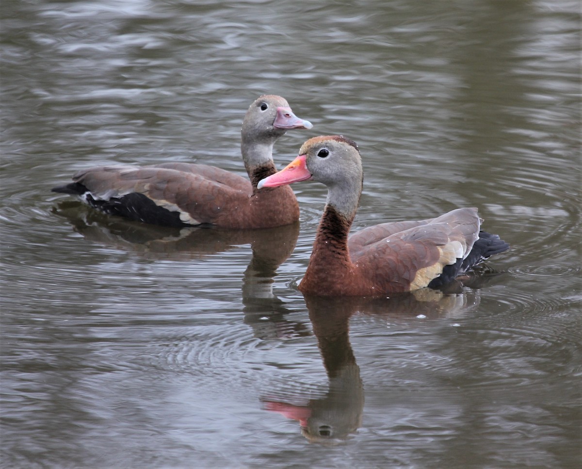 Black-bellied Whistling-Duck - ML60672311