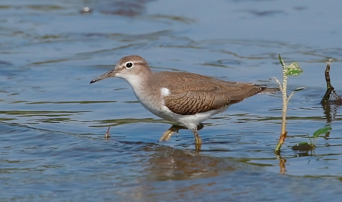 Spotted Sandpiper - ML606723611