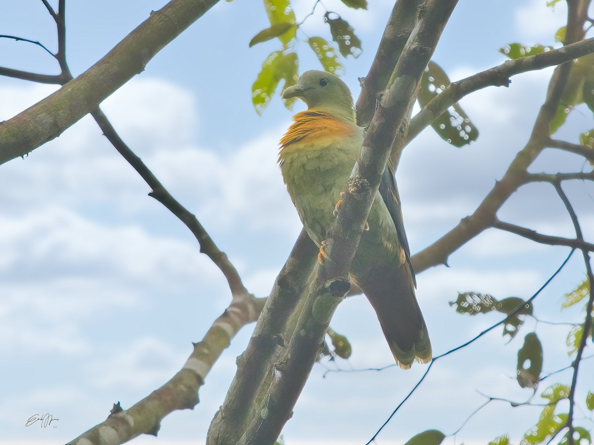 Large Green-Pigeon - Engku Ahmad Khairinuddin Engku Mohd Anuar
