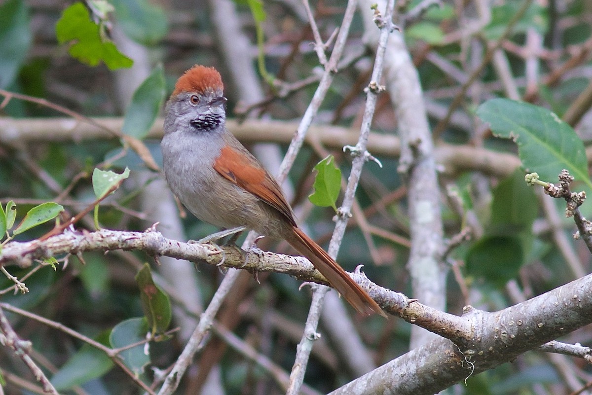 Sooty-fronted Spinetail - Luiz Matos