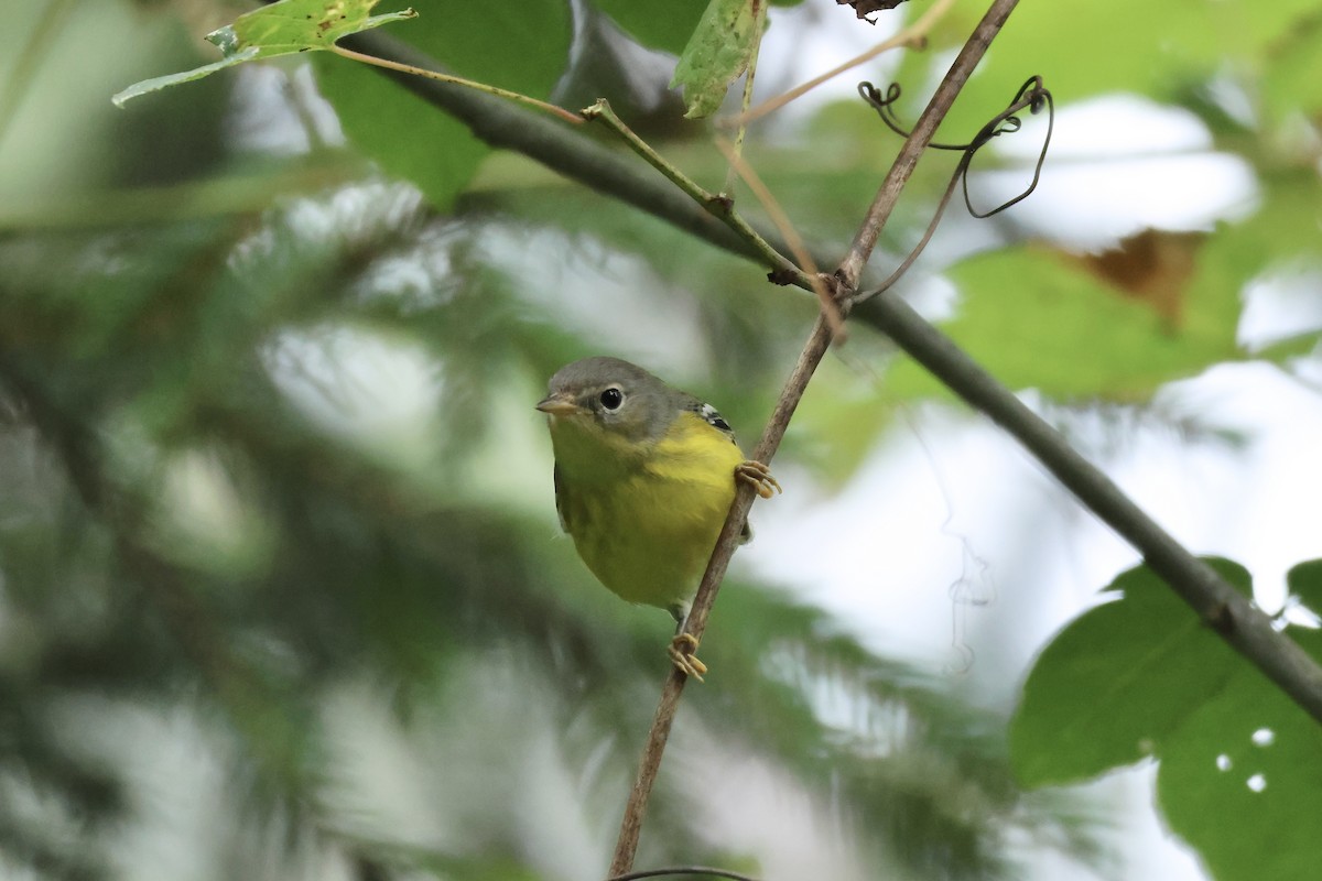 Magnolia Warbler - E R