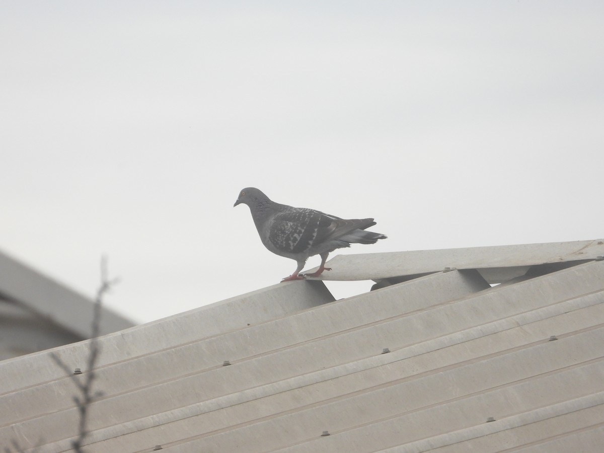 Rock Pigeon (Feral Pigeon) - ML606726081