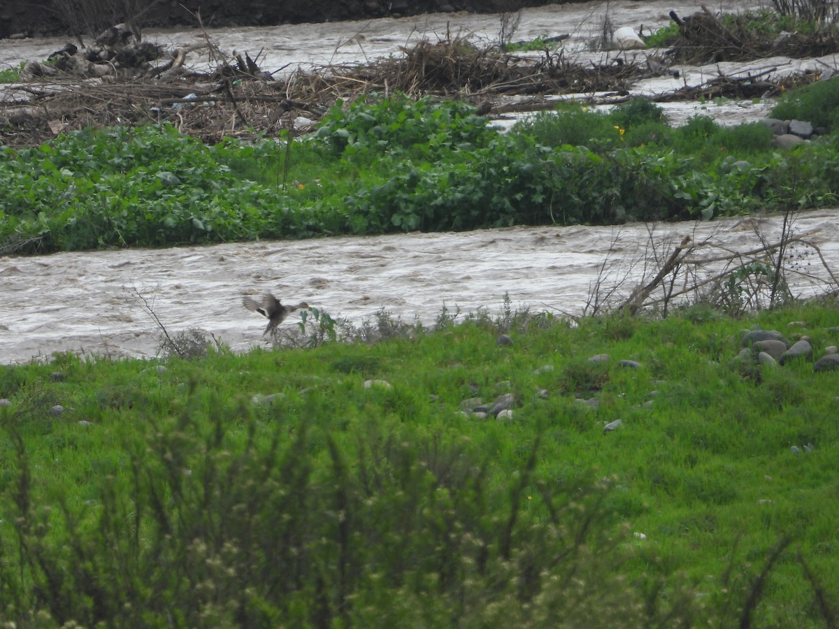 Yellow-billed Pintail - ML606726901