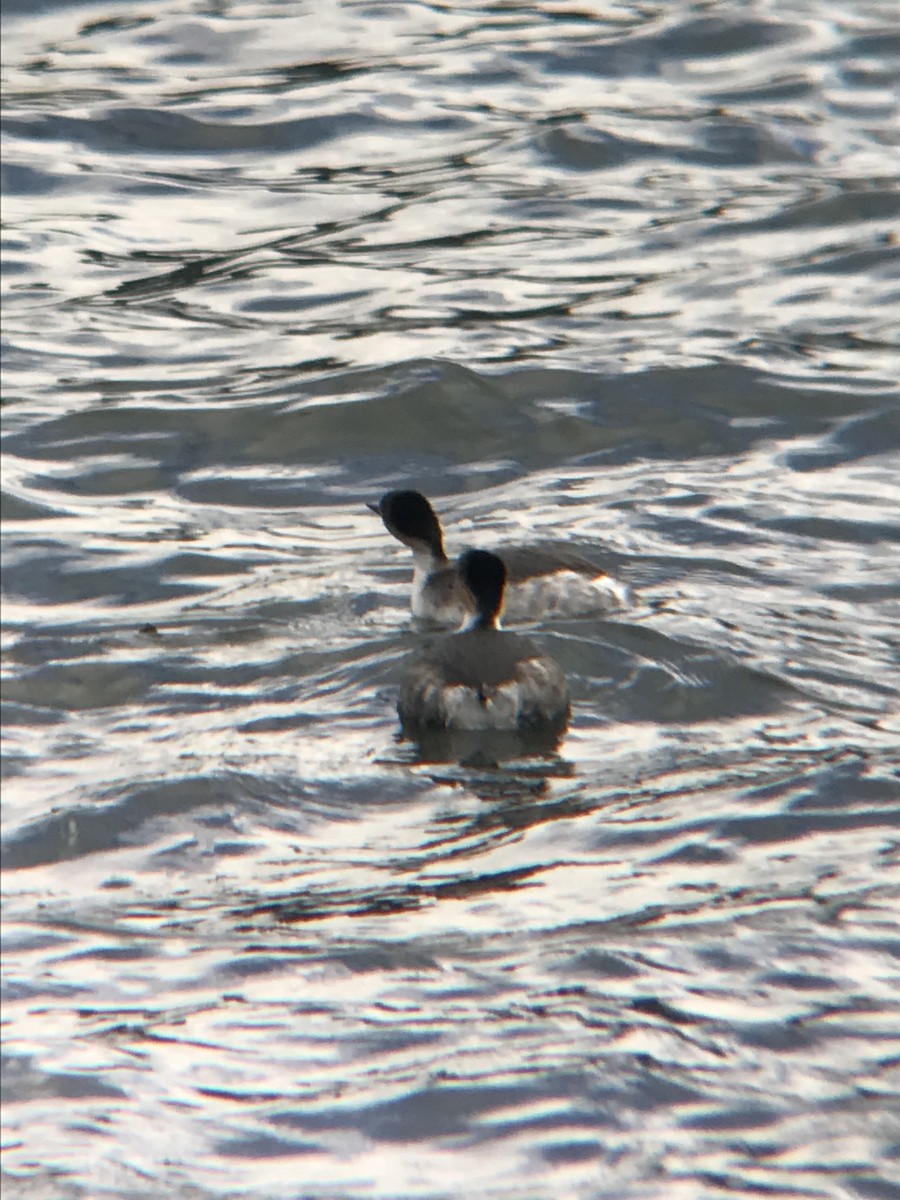 Silvery Grebe - Franco Maroni Georgieff