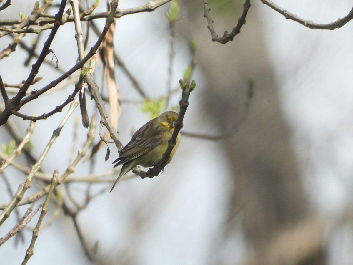 Grassland Yellow-Finch - ML606727621