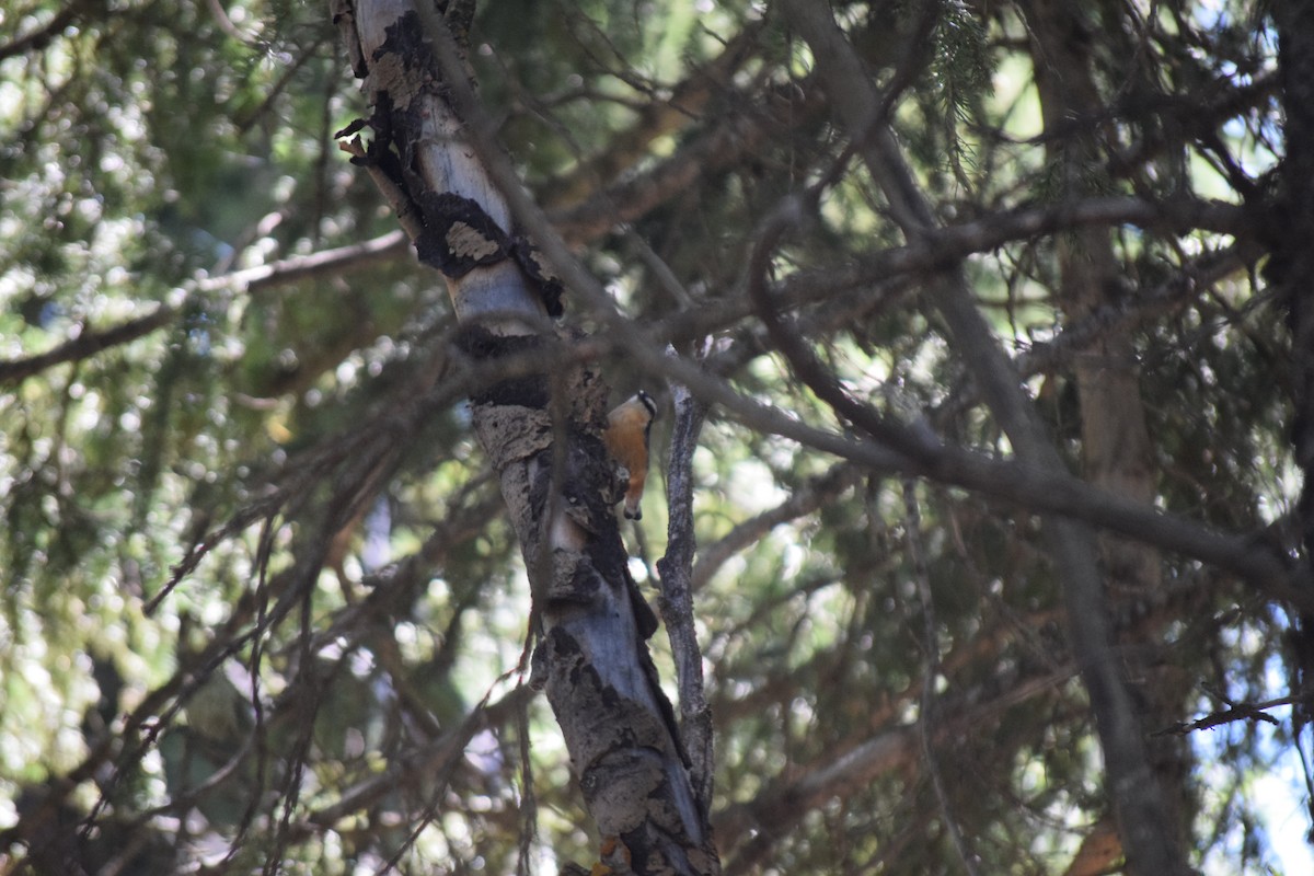 Red-breasted Nuthatch - ML606728601
