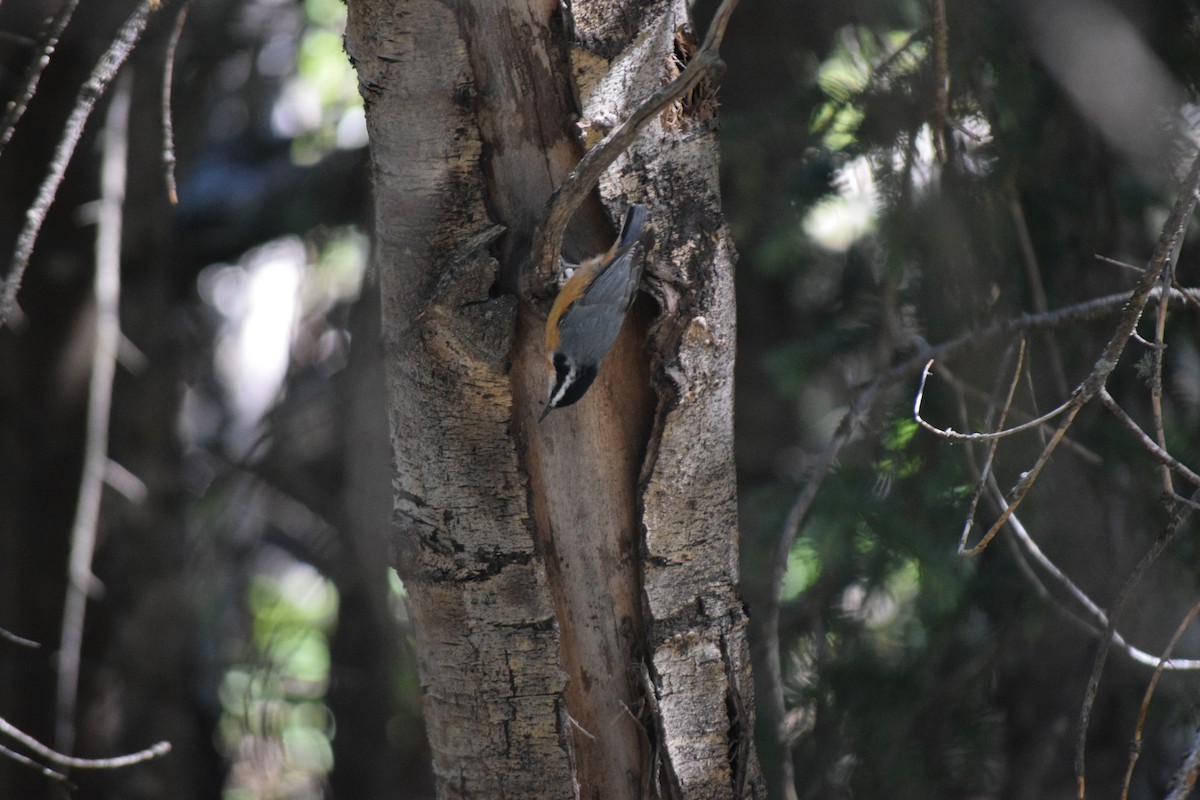 Red-breasted Nuthatch - ML606728631