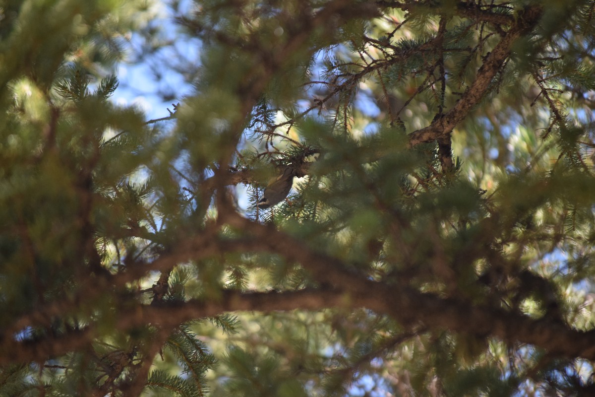 Red-breasted Nuthatch - ML606728681