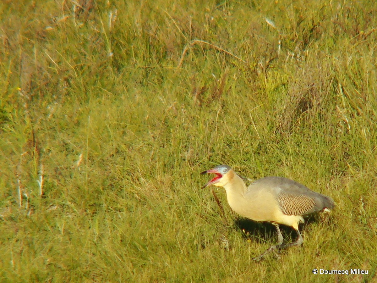 Whistling Heron - ML60672881