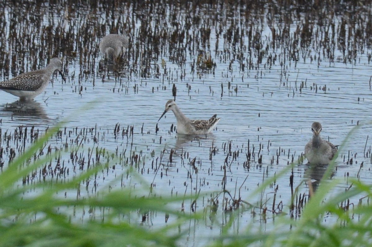 Falaropo di Wilson - ML606729261