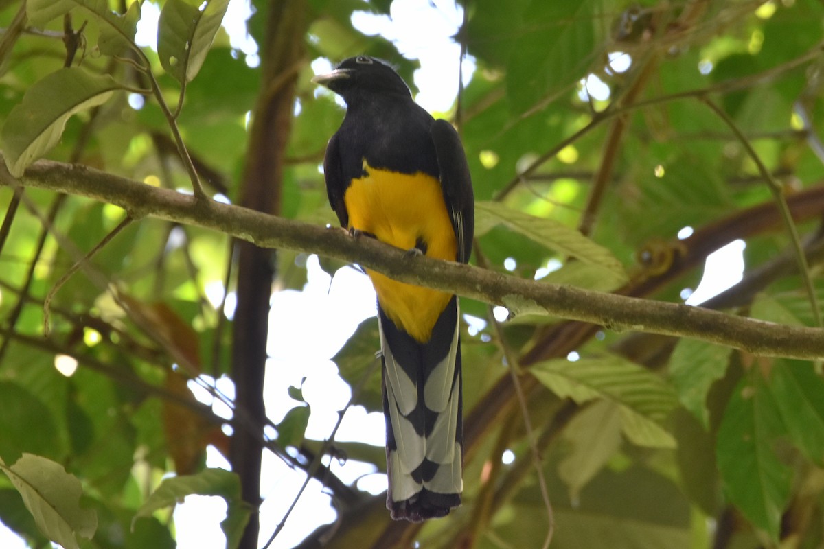 Green-backed Trogon - ML606729271