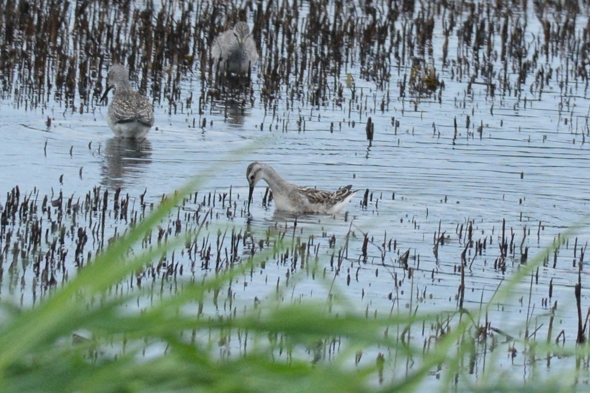 Falaropo di Wilson - ML606729281