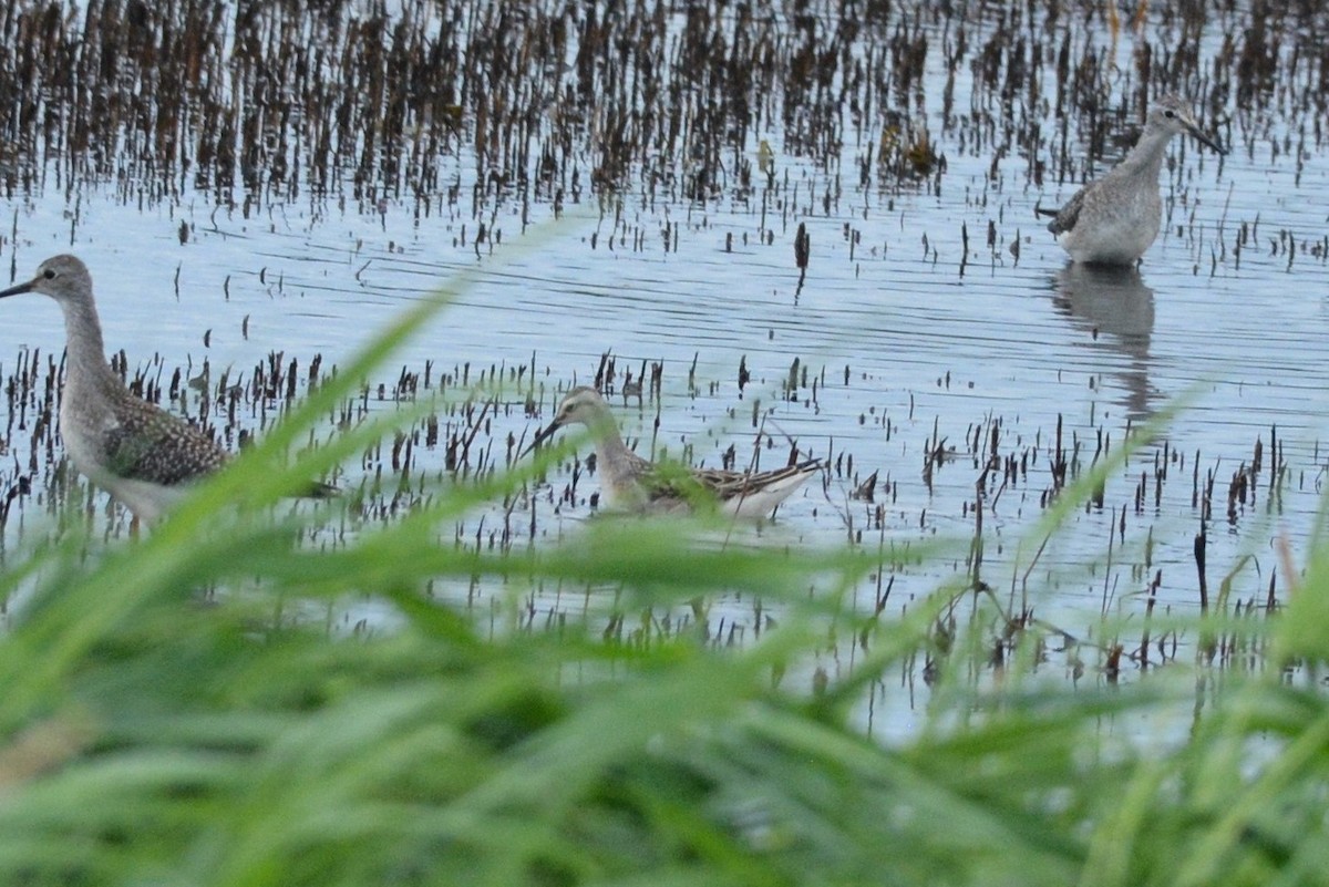 Falaropo di Wilson - ML606729391