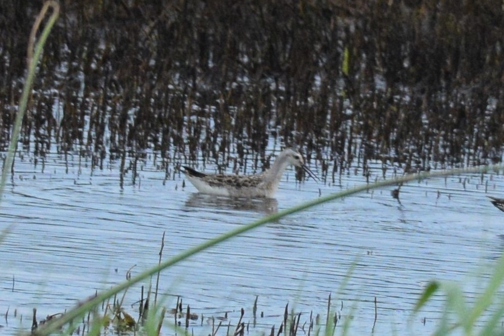 Falaropo di Wilson - ML606729471