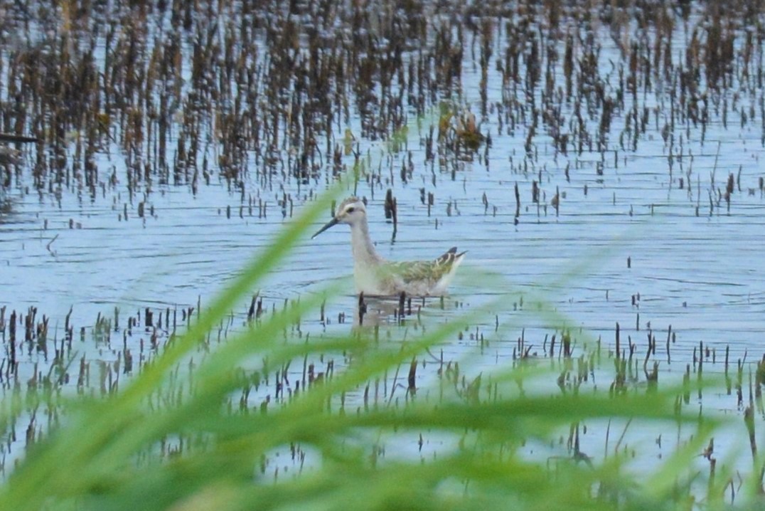 Falaropo di Wilson - ML606729531