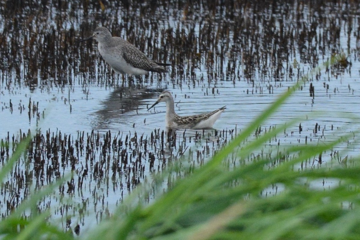 Falaropo di Wilson - ML606729541