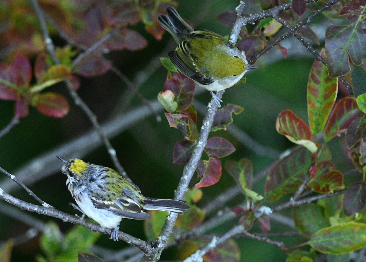 Chestnut-sided Warbler - ML606729771