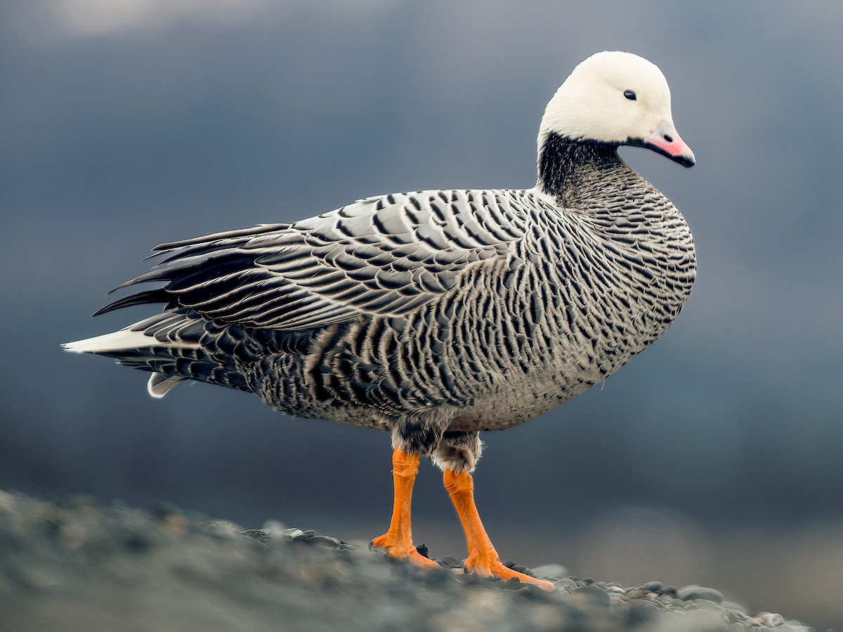 Photos - Emperor Goose - Anser canagicus - Birds of the World