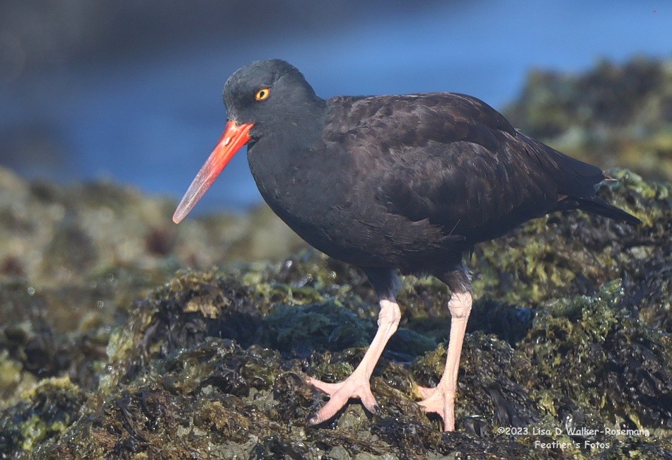 Black Oystercatcher - Lisa Walker-Roseman